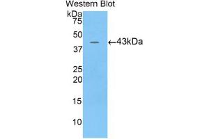 Image no. 1 for anti-Bactericidal/Permeability Increasing Protein (BPI) (AA 320-456) antibody (ABIN2909311)