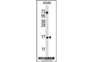 Western Blotting (WB) image for anti-Cytochrome C Oxidase Subunit VIIa Polypeptide 2 Like (COX7A2L) (Center) antibody (ABIN2160274)