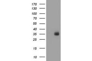 Image no. 3 for anti-V-Set and Immunoglobulin Domain Containing 2 (VSIG2) antibody (ABIN2735441)
