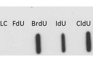 Image no. 2 for anti-Bromodeoxyuridine (BrDU) antibody (ABIN1607682)