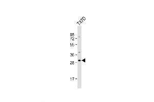 Image no. 2 for anti-Olfactory Receptor, Family 10, Subfamily T, Member 2 (OR10T2) (AA 244-272), (C-Term) antibody (ABIN1536932)