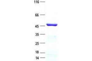 Image no. 1 for Transcriptional Adaptor 1 (TADA1) protein (His tag) (ABIN5505790)