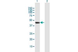 Western Blot analysis of AS3MT expression in transfected 293T cell line by AS3MT MaxPab polyclonal antibody.