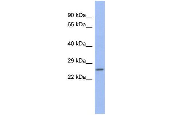 anti-Zinc and Ring Finger Protein 1 (ZNRF1) (N-Term) antibody