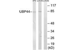 Image no. 1 for anti-Ubiquitin Specific Peptidase 44 (USP44) (AA 211-260) antibody (ABIN1535439)