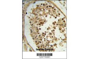 Immunohistochemistry (IHC) image for anti-ELOVL Fatty Acid Elongase 2 (ELOVL2) antibody (ABIN2158680)