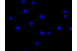 Image no. 9 for anti-Immunoglobulin Superfamily, Member 8 (IGSF8) (full length) antibody (ABIN2452036)