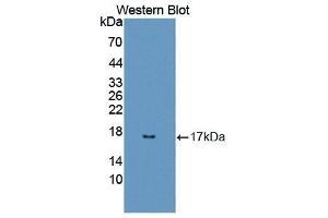 anti-Regenerating Islet-Derived 3 alpha (REG3A) (AA 25-142) antibody