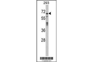 Image no. 2 for anti-Mitogen-Activated Protein Kinase 4 (MAPK4) (AA 72-101), (N-Term) antibody (ABIN391465)