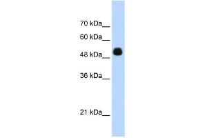 Image no. 2 for anti-Cyclin D Binding Myb-Like Transcription Factor 1 (DMTF1) (C-Term) antibody (ABIN2775903)