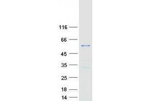 TTC19 Protein (Tetratricopeptide Repeat Domain 19) (Myc-DYKDDDDK Tag)