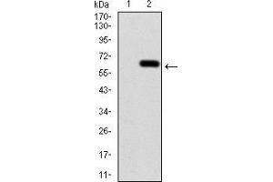 Image no. 4 for anti-Calbindin 2 (CALB2) (AA 1-271) antibody (ABIN5542426)