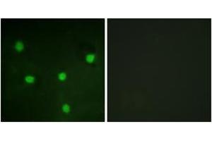 Image no. 1 for anti-Retinoblastoma-Like 1 (p107) (RBL1) (AA 335-384) antibody (ABIN1532532)