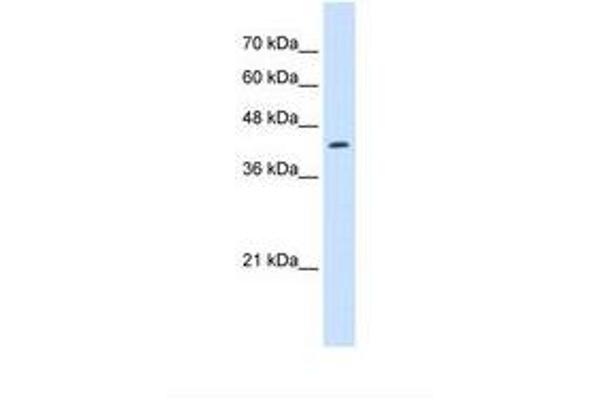 RNF165 Antikörper  (N-Term)