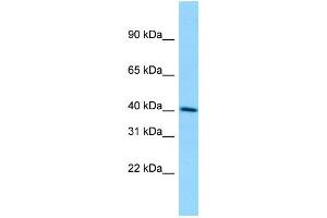 Image no. 1 for anti-Dermokine (DMKN) (C-Term) antibody (ABIN2790355)