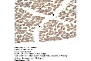 Image no. 2 for anti-POU Class 2 Homeobox 3 (POU2F3) (N-Term) antibody (ABIN2779706)