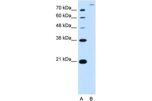 anti-Solute Carrier Family 26, Member 5 (Prestin) (SLC26A5) (Middle Region) antibody