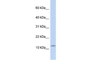 Image no. 1 for anti-Cholecystokinin (CCK) (Middle Region) antibody (ABIN634802)