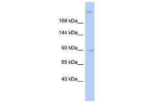 Image no. 1 for anti-Oxysterol Binding Protein-Like 3 (OSBPL3) (N-Term) antibody (ABIN631463)