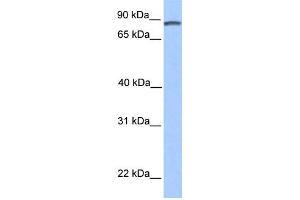 Image no. 1 for anti-Cyclin D Binding Myb-Like Transcription Factor 1 (DMTF1) (C-Term) antibody (ABIN2781143)
