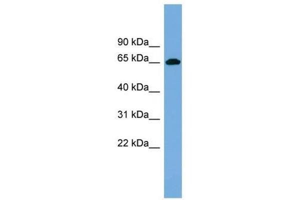 VIPAR antibody  (Middle Region)