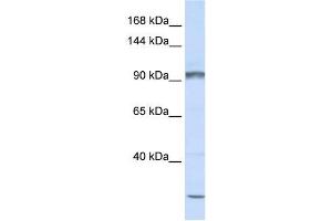 Image no. 1 for anti-Protocadherin alpha Subfamily C, 2 (PCDHAC2) (N-Term) antibody (ABIN634694)