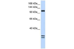 Image no. 1 for anti-NCK-Associated Protein 1-Like (NCKAP1L) (C-Term) antibody (ABIN2773901)