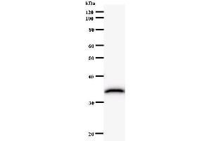 Image no. 1 for anti-NFS1 Nitrogen Fixation 1 Homolog (NFS1) antibody (ABIN933137)