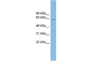 CRY2 antibody  (N-Term)