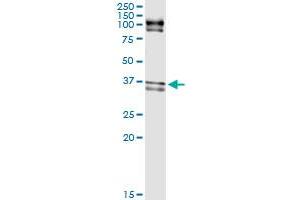 Image no. 3 for anti-ELAV (Embryonic Lethal, Abnormal Vision, Drosophila)-Like 1 (Hu Antigen R) (ELAVL1) (AA 1-326) antibody (ABIN515237)