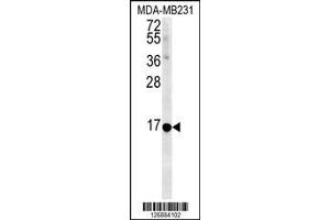 Image no. 1 for anti-Neuromedin B antibody (ABIN2447030)