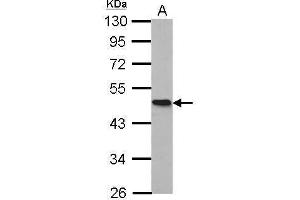 Image no. 6 for anti-Homer Homolog 1 (HOMER1) (Center) antibody (ABIN2855600)