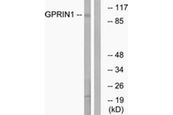 anti-G Protein Regulated Inducer of Neurite Outgrowth 1 (GPRIN1) (AA 231-280) antibody
