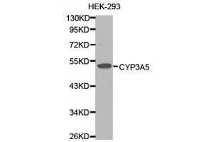 Image no. 1 for anti-Cytochrome P450, Family 3, Subfamily A, Polypeptide 5 (CYP3A5) antibody (ABIN1872178)