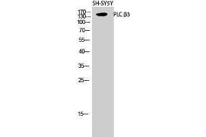 Image no. 1 for anti-phospholipase C, beta 3 (Phosphatidylinositol-Specific) (PLCB3) (Thr235) antibody (ABIN3186500)