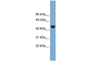 Image no. 1 for anti-Proteasome (Prosome, Macropain) 26S Subunit, Non-ATPase, 12 (PSMD12) (N-Term) antibody (ABIN2787420)