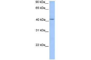 Image no. 1 for anti-Hydroxymethylbilane Synthase (HMBS) (Middle Region) antibody (ABIN2785719)