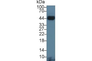 Tissue factor antibody  (AA 36-292)