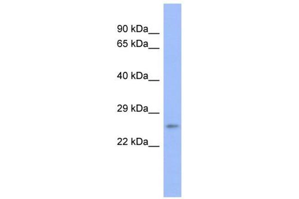 anti-Proteasome (Prosome, Macropain) Subunit, beta Type, 6 (PSMB6) (N-Term) antibody