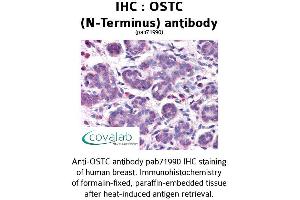 Image no. 1 for anti-Oligosaccharyltransferase Complex Subunit (OSTC) (N-Term) antibody (ABIN1737705)