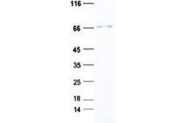 WDR16 Protein (WD Repeat Domain 16) (His tag)