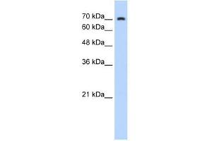 ZNF441 antibody used at 0.