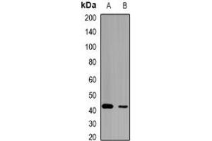 Image no. 1 for anti-LETM1 Domain Containing 1 (LETMD1) (full length) antibody (ABIN6004988)