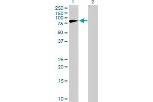 NVL antibody  (AA 1-659)
