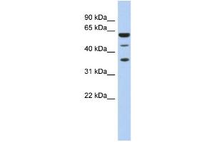 Image no. 1 for anti-RD RNA Binding Protein (RDBP) (N-Term) antibody (ABIN2778821)