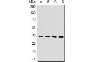 Image no. 3 for anti-FK506 Binding Protein 6, 36kDa (FKBP6) antibody (ABIN2966643)