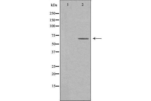 CSRNP3 antibody  (Internal Region)