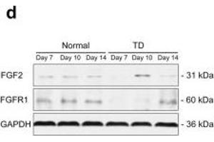 Image no. 1 for anti-Fibroblast Growth Factor 2 (Basic) (FGF2) (N-Term) antibody (ABIN3020745)