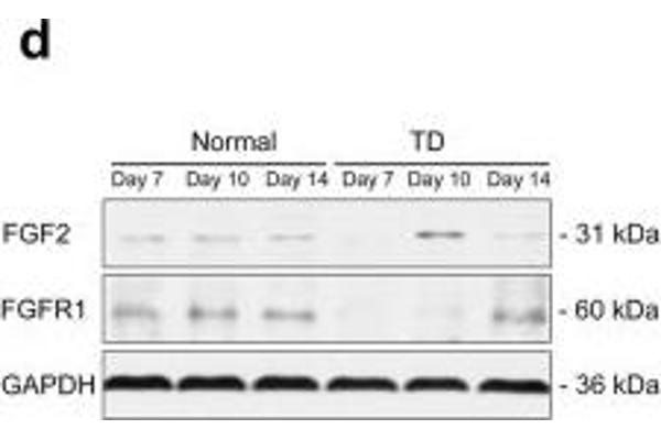 anti-Fibroblast Growth Factor 2 (Basic) (FGF2) (N-Term) antibody