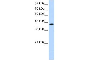 GTF2H4 Antikörper  (C-Term)